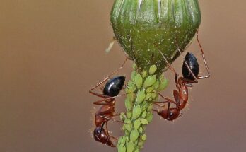 Researchers found that ants treat leg injuries with lifesaving amputations