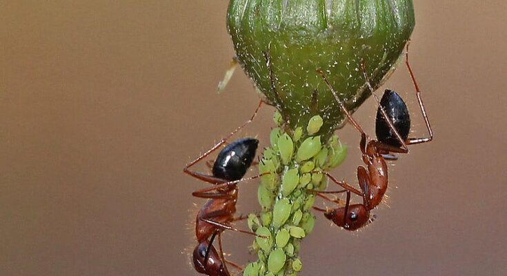 Researchers found that ants treat leg injuries with lifesaving amputations