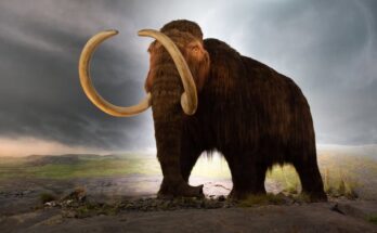 Fossils of ancient chromosomes discovered for the first time in 52,000-year-old woolly mammoth skin