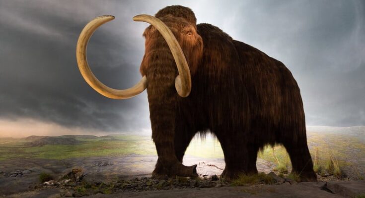 Fossils of ancient chromosomes discovered for the first time in 52,000-year-old woolly mammoth skin