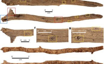 Archaeological evidence confirms the continuity of Australian aboriginal ritual