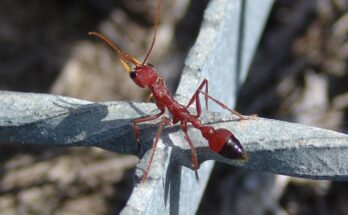 Researchers find that Bull Ants are the first known animals to navigate using moonlight