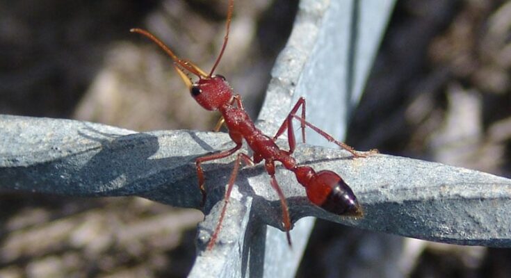 Researchers find that Bull Ants are the first known animals to navigate using moonlight