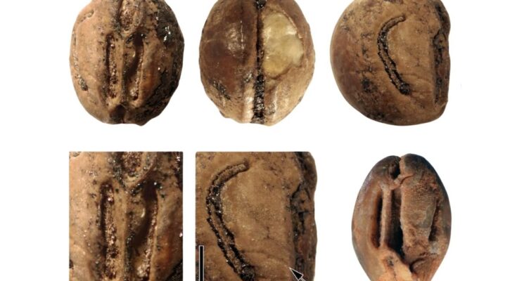 60-million-year-old grape seeds reveal that death of the dinosaurs paved the way for grapes to spread