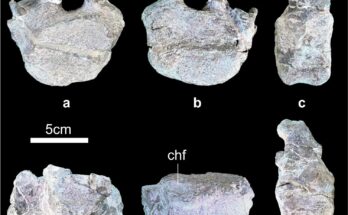 Paleontologists in China found fossil fragments of a new dinosaur species