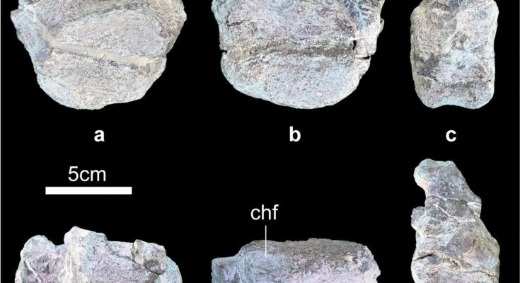 Paleontologists in China found fossil fragments of a new dinosaur species