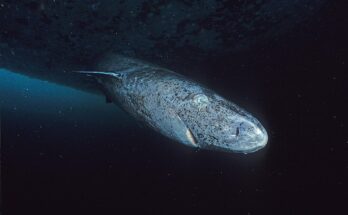 Researchers say that Greenland sharks might hold anti-ageing secrets for humans