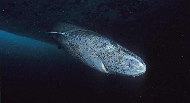 Researchers say that Greenland sharks might hold anti-ageing secrets for humans