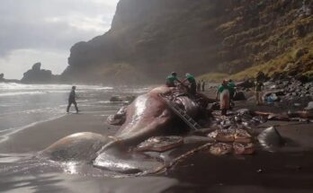 ‘Floating Gold’ Found in Dead Whale