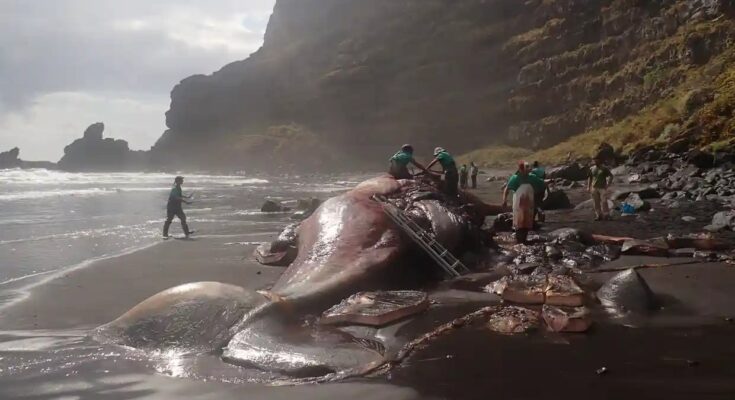 ‘Floating Gold’ Found in Dead Whale