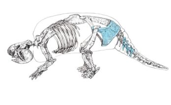 Giant armadillo fossil shows the early human presence in South America