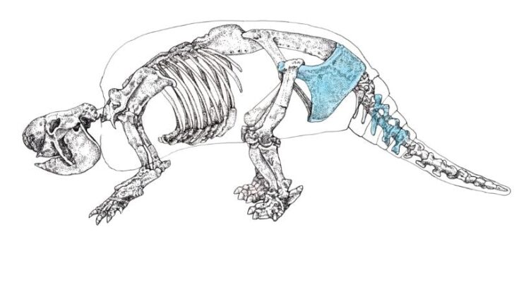 Giant armadillo fossil shows the early human presence in South America