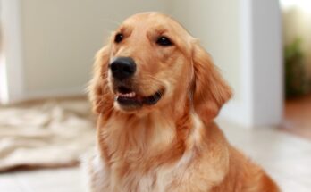 New study says human stress scent affects dogs' emotions