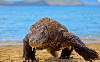 Komodo dragons have iron-coated teeth