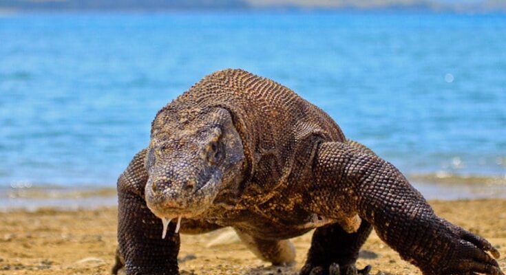 Komodo dragons have iron-coated teeth