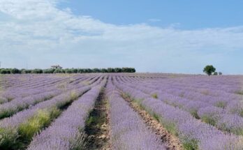 Lavender Field in Greece, nearby Thessaloniki