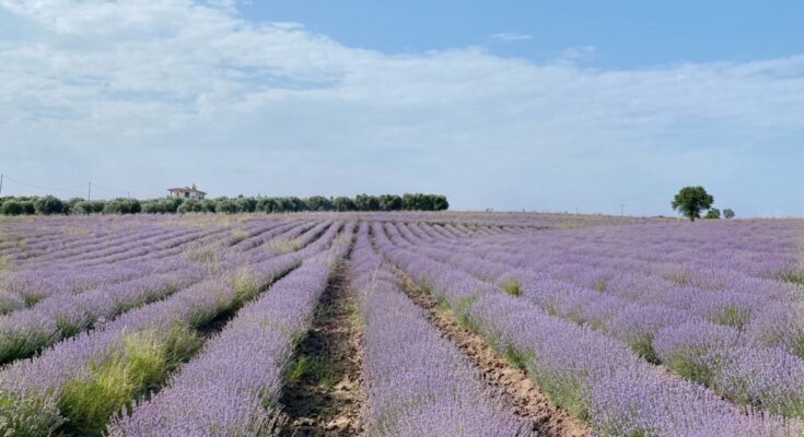 Lavender Field in Greece, nearby Thessaloniki