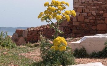 silphium