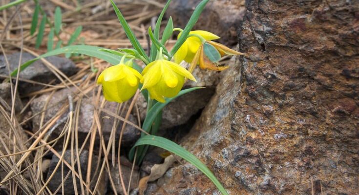 Researchers found a new species of elusive fairy lantern