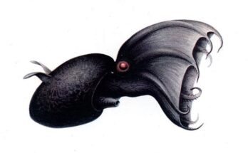 Researchers in China have found a new vampire squid species