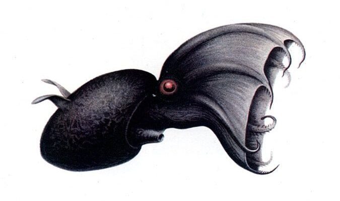 Researchers in China have found a new vampire squid species