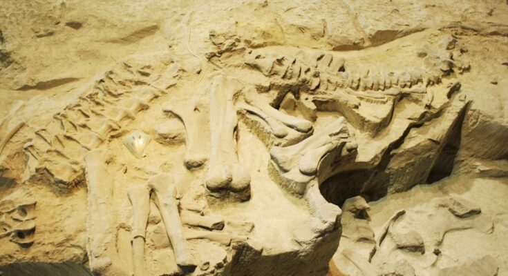 One of the worlds oldest dinosaur fossils has been found in Brazil.