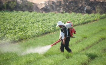 Pesticides Pose Cancer Risk on Par with Smoking. Credit: IWMI Flickr Photos / Flickr / CC BY-NC-ND 2.0