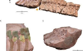 Fossilized parts of the predator with toilet seat-shaped head