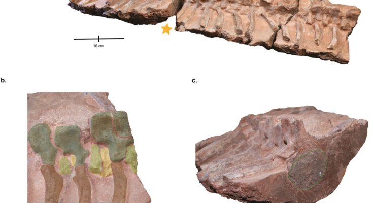 Fossilized parts of the predator with toilet seat-shaped head