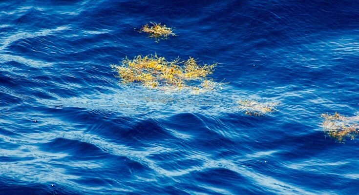 Sargassum seaweed in the Sargasso Sea.