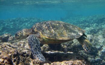 Woman bitten by sea turtle while bathing at Marathi Beach, Chania.