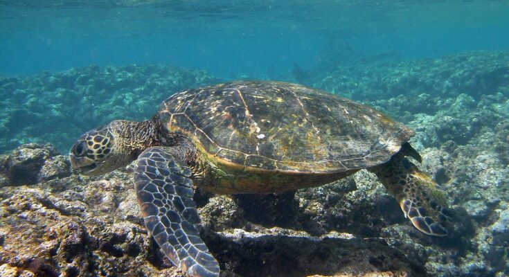 Woman bitten by sea turtle while bathing at Marathi Beach, Chania.