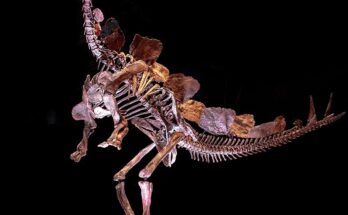 In a record breaking auction, Stegosaurus fossil sells for $44.6 Million