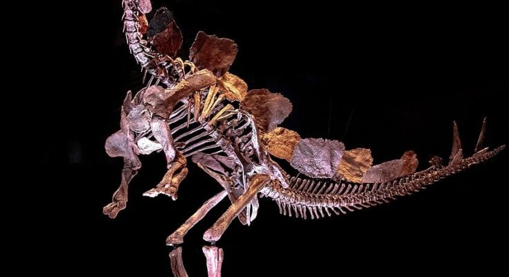 In a record breaking auction, Stegosaurus fossil sells for $44.6 Million