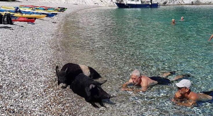 Pigs beach Greece