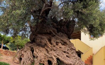 Oldest olive tree