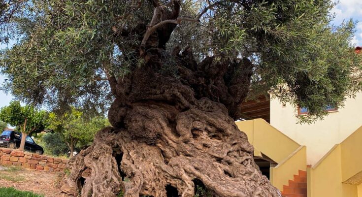 Oldest olive tree