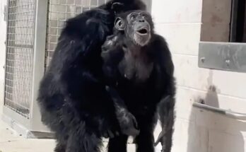 Vanilla the chimp