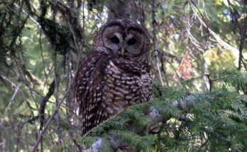 U.S. is planning to cull invasive owls to protect California and Northern spotted owl species