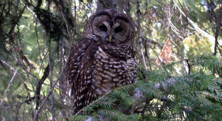 U.S. is planning to cull invasive owls to protect California and Northern spotted owl species