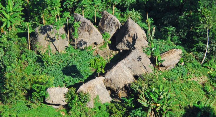 Uncontacted Mashco Piro tribe sighted more frequently in recent weeks.