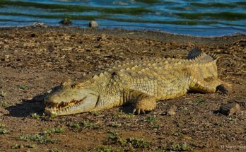 A new study reveals why the ancient Egyptians thought crocodiles were sacred.