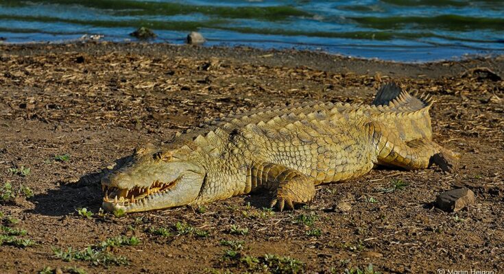 A new study reveals why the ancient Egyptians thought crocodiles were sacred.