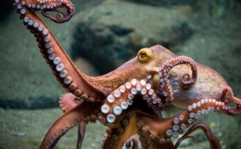 Researchers uncovered 514-million-year-old fossil that sheds light on the origins of the octopus