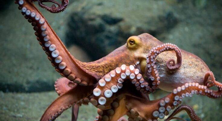 Researchers uncovered 514-million-year-old fossil that sheds light on the origins of the octopus