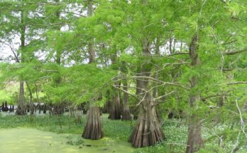 Cypress Trees, the type of tree to which Asia's tallest tree belong