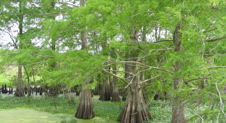 Cypress Trees, the type of tree to which Asia's tallest tree belong