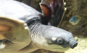 Pig-nosed turtle and Pugh’s frog added to Australia's endangered species list