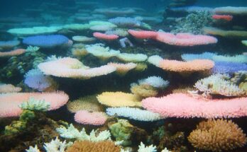 Studies have shown that a global heatwave coral reefs at risk of bleaching