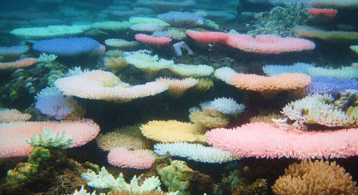 Studies have shown that a global heatwave coral reefs at risk of bleaching